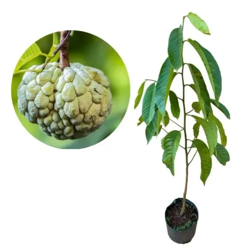 Fruta do Conde, Pinha, Atemoia 