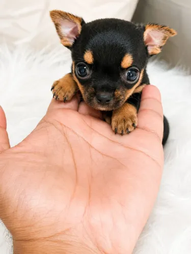 Machinho Chihuahua Black and Tan! 