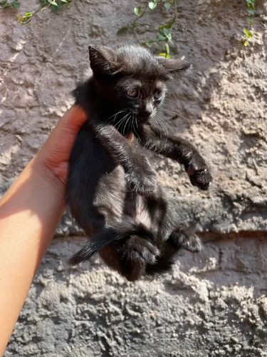 Gatinho 