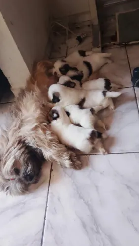 Vendo filhote de shihtzu