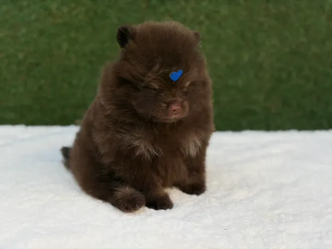 Lulu da pomerania