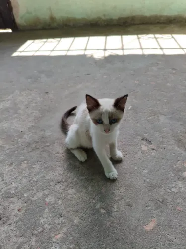 Doação de gatinha