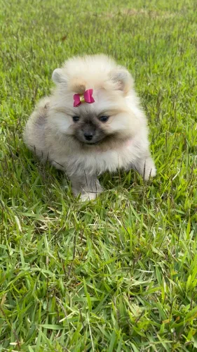 Spitz alemão Lulu da pomerania fêmea