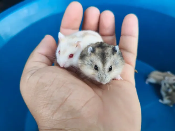 Hamster Anão Russo