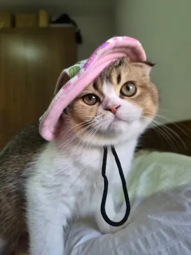 Filhote gato Scottish fold fêmea 