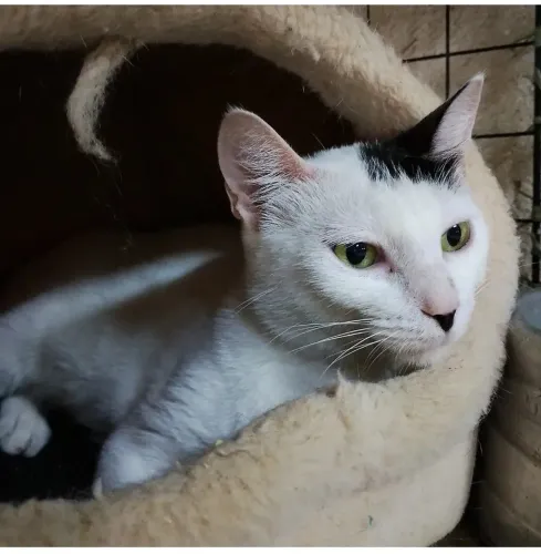 Gata CASTRADA, VACINADA e VERMIFUGADA para adoção responsável 