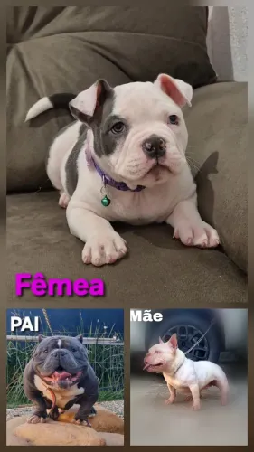 Filhote bully fêmea