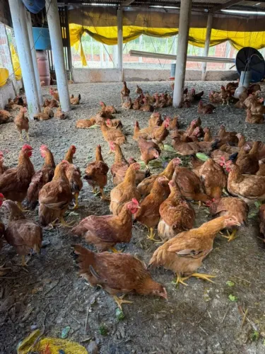 Galinha caipira a venda