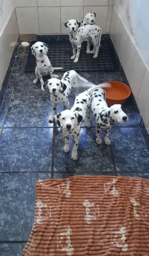 Filhote dalmata fêmea 2 Vacina importada  kit filhote brinde!