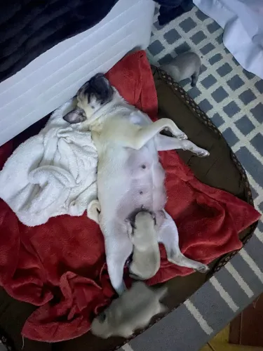 Pugs bebês disponíveis para reserva