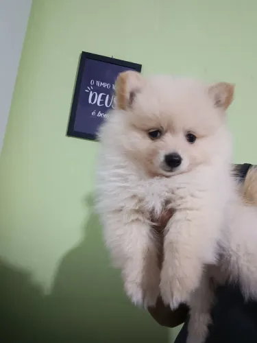 Lulu da Pomerânia
