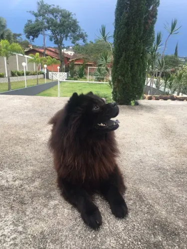Doa-se Chow Chow Macho