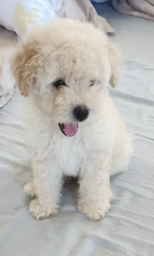 Filhotes poodle 46 dias