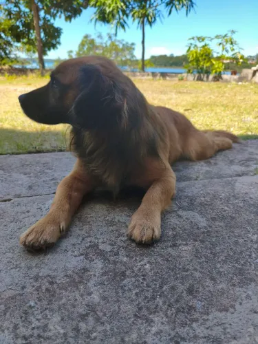 Cachorro vira lata doação 