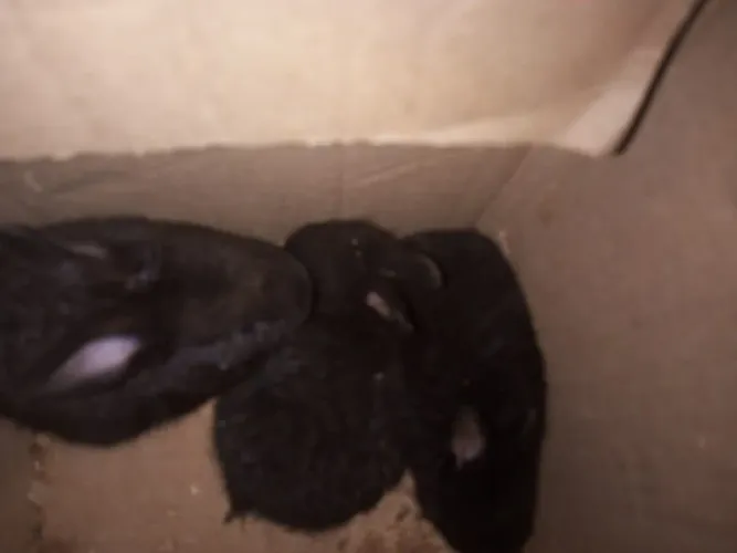 Vende-se coelhos
