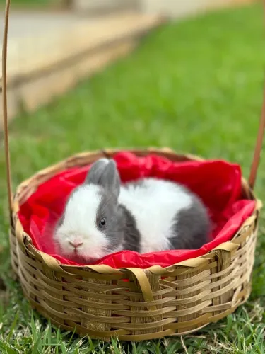 MINI COELHOS