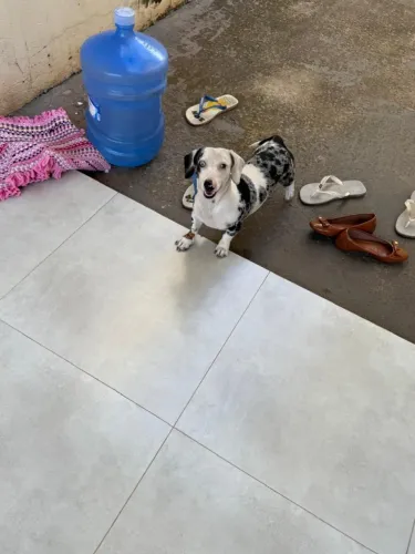 Dachshund Arlequim