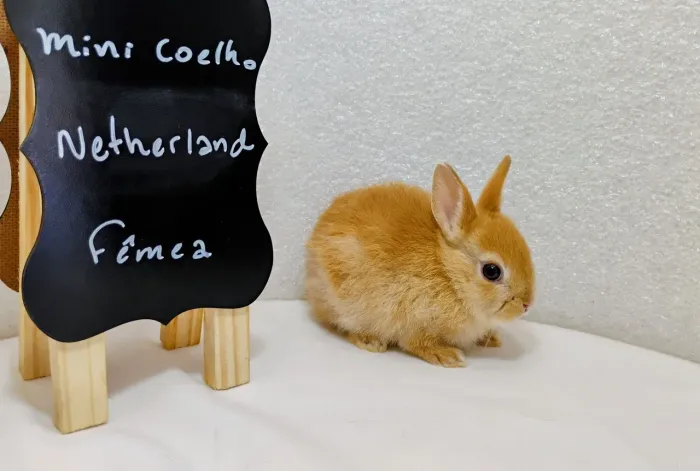 Mini Coelhos Netherland