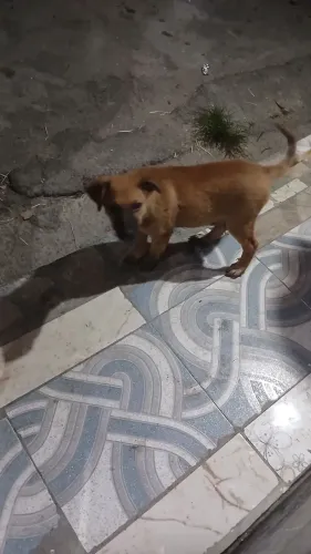 DOA-SE CACHORRINHO VIRA-LATA