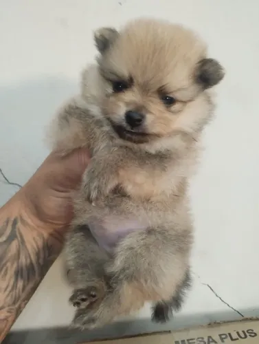 Lulu fêmea micro