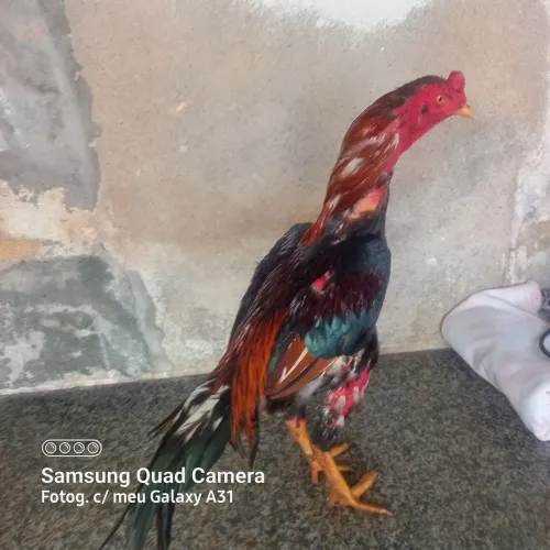 galo