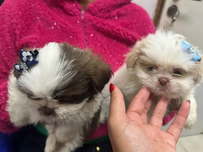 Filhote shih tzu, Os companheiros mais leais estão disponíveis!