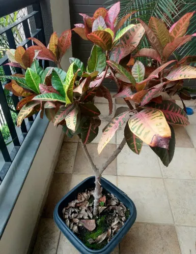 Planta Cróton Petra