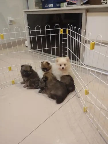 Lulu da Pomerânia 