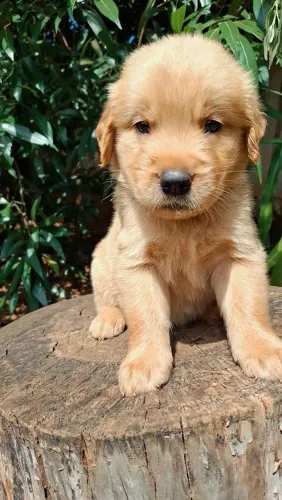 Golden Retriever fêmea
