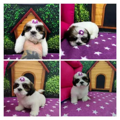 Fêmea : Com 2 meses, Carteirinha de Vacina, Garantia de Saude, Entrega Imediata!