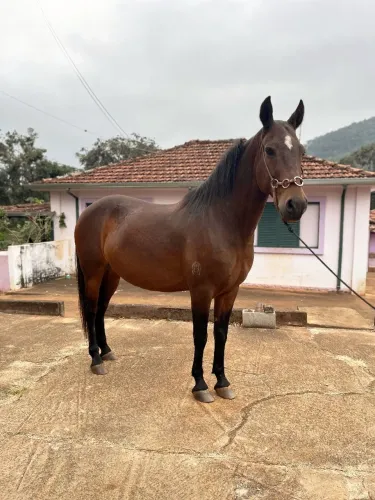 Cavalo