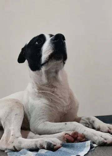 Adoção cão instinto de guarda