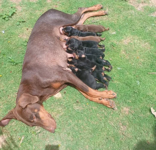 Filhota femea de dobermna pra reserva 
