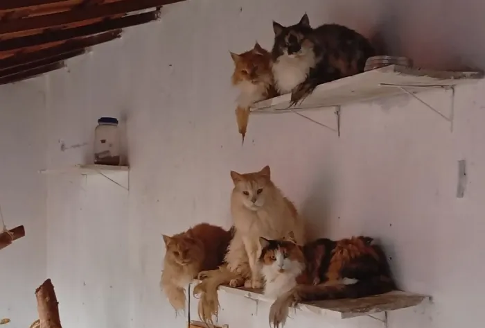 Maine Coon oh Gato Gigante