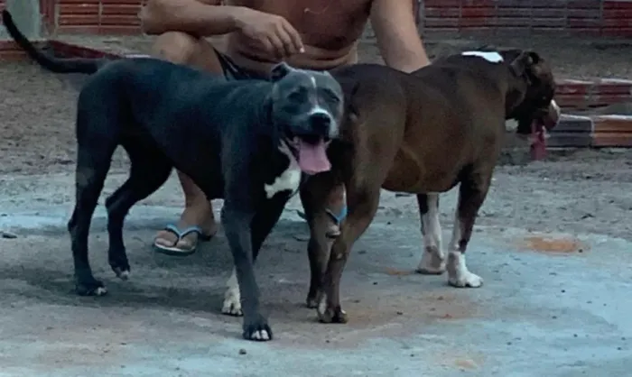 Pitbull para adocao 