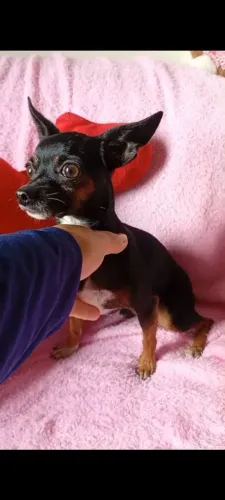 Pinscher macho reprodutor 2 aninhos.