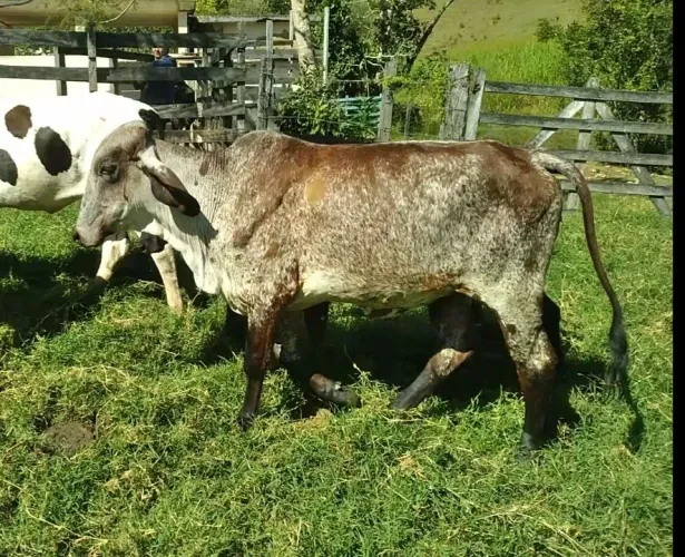 Novilhas girolando