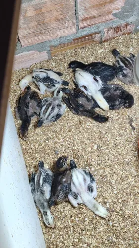12 pintinhos da raça Mura com 20 dias valor do lote r$ 250 individual r$30