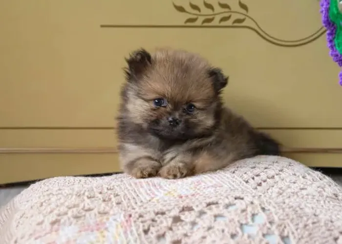 Lulu da Pomerânia Filhote Com Um Visual Que Chama Atenção