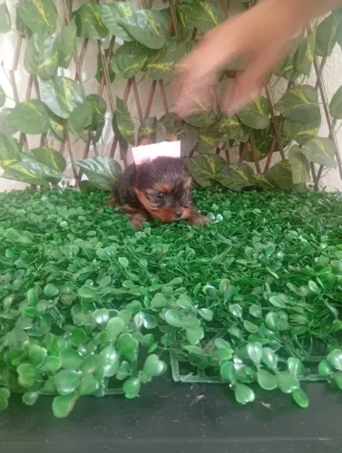 Yorkshire Terrier Pelo Sedoso