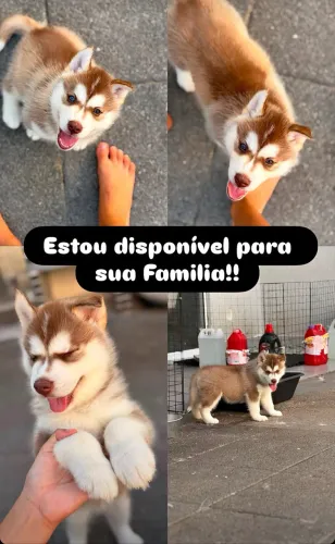 Husky Siberiano