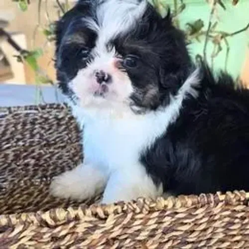 Lhasa Apso,Lhasa Apso Filhote de Alta Qualidade com Pelagem Encantadora