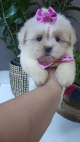 Lhasa apso menor porte da raça filhotes