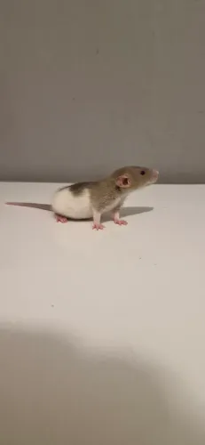 Twister Dumbo 