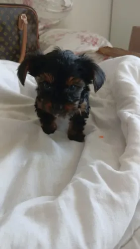 Pet