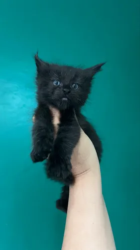 Maine coon fêmea black
