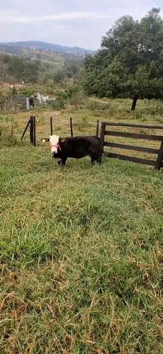 mini boi. 