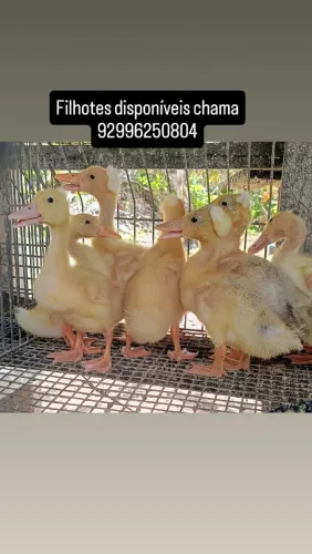 Filhotes de pato pompom elegante
