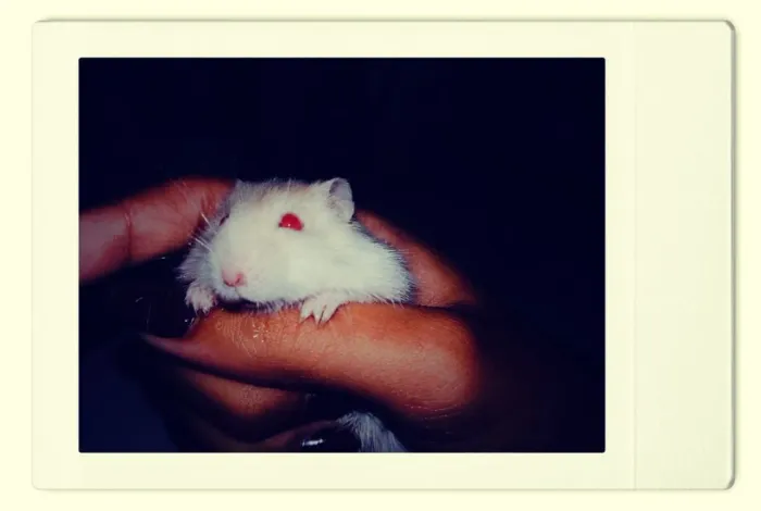 Hamster 