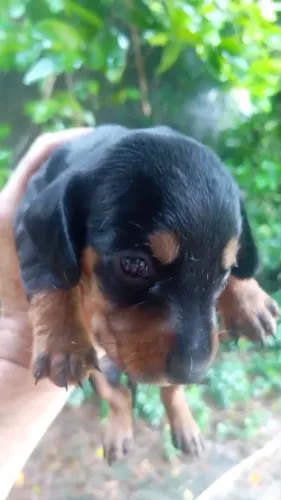 Dachshund Macho preto vacinado